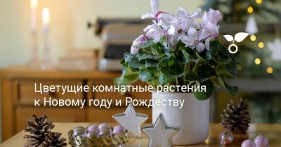 Цветущие комнатные растения к Новому году и Рождеству - botanichka.ru