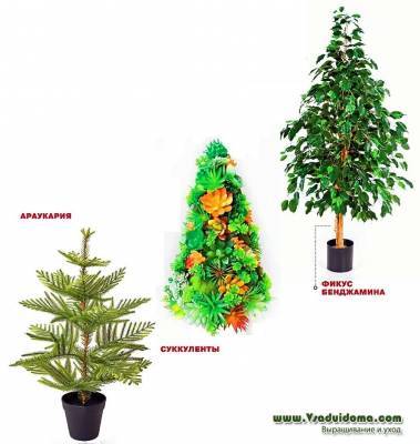 «Новогодние» растения которыми можно заменить елку - vsaduidoma