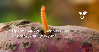 Проволочники — неприятные детки жуков-щелкунов - botanichka.ru