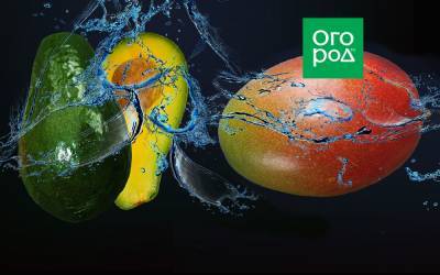 Как выбрать и правильно дозарить авокадо и манго - ogorod.ru