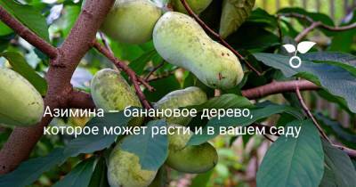 Азимина — банановое дерево, которое может расти и в вашем саду - botanichka.ru