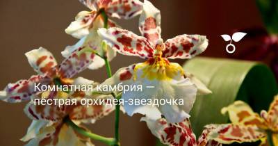 Комнатная камбрия — пёстрая орхидея-звездочка - botanichka.ru
