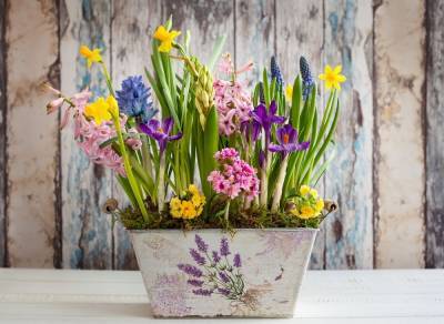Красивые композиции из луковичных цветов – 20 идей с фото - ogorod.ru