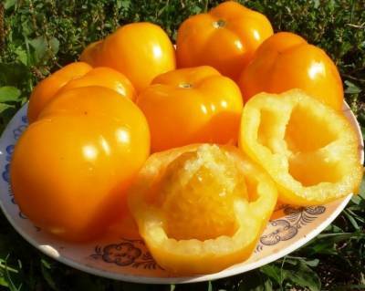 Сорта пустотелых томатов (для фаршировки) - sad-dacha-ogorod.com - Болгария