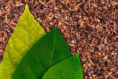 Как вырастить табак: рекомендации опытного садовода - ogorod.ru - Пермский край