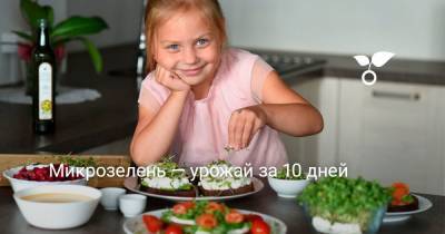 Микрозелень — урожай за 10 дней - botanichka.ru