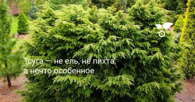 Тсуга — не ель, не пихта, а нечто особенное - botanichka.ru