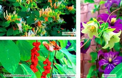 Цветущие лианы для средней полосы – фото и названия - vsaduidoma.com