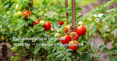 Высаживаем и лелеем томаты — советы специалиста - botanichka.ru