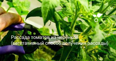 Рассада томатов из черенков (вегетативный способ получения рассады) - botanichka.ru