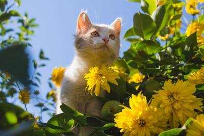 Запустите солнце в сад – ландшафт в желто-золотом стиле (41 фото) - ogorod.ru