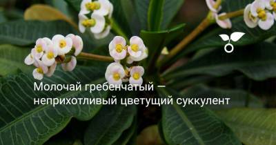 Молочай гребенчатый — неприхотливый цветущий суккулент - botanichka.ru