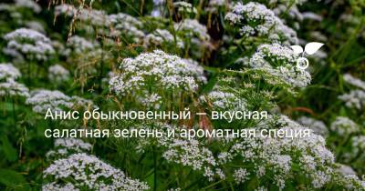 Анис обыкновенный — вкусная салатная зелень и ароматная специя - botanichka.ru