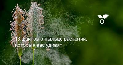13 фактов о пыльце растений, которые вас удивят - botanichka.ru