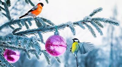 Christmas tree: ели, пихты и сосны для посадки в качестве новогоднего дерева - supersadovnik.ru