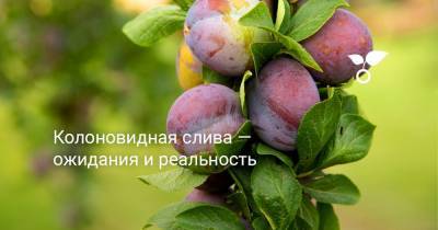 Колоновидная слива — ожидания и реальность - botanichka.ru