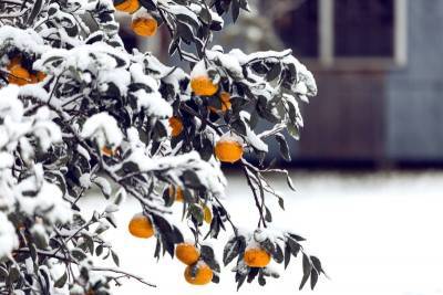 Сезонные работы в саду, которые нужно успеть в декабре - orchardo.ru