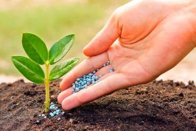 Какие сделать натуральные средства для защиты растений? - dacha-svoimi-rukami.com