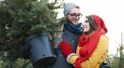 Как правильно выбрать новогоднюю елку в горшке? - supersadovnik.ru