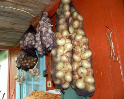 Как хранить лук и чеснок, чтобы не загнили, — 3 надежных способа - orchardo.ru