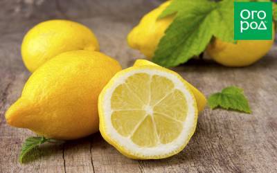 Блюда с лимонами – лучшие рецепты на любой вкус - ogorod.ru
