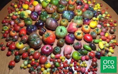 Как выбрать 5 сортов томатов, которых хватит для всего - ogorod.ru