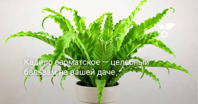 Асплениум — эффектный и неприхотливый в подходящих условиях - botanichka.ru