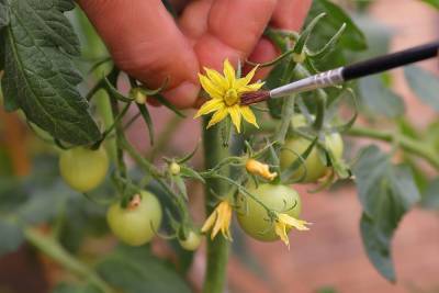 Превратить сортовой томат в высокоурожайный гибрид – возможно! - ogorod.ru