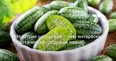 Мелотрия шершавая — чем интересна экзотическая плодовая лиана? - botanichka.ru