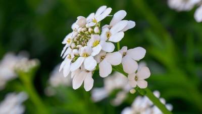 9 красивых однолетних цветов для бордюров - orchardo.ru