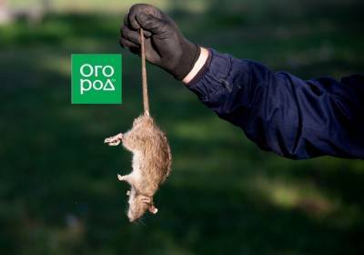 Что делать, если на даче завелись крысы - ogorod.ru