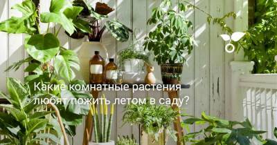 Какие комнатные растения любят пожить летом в саду? - botanichka.ru