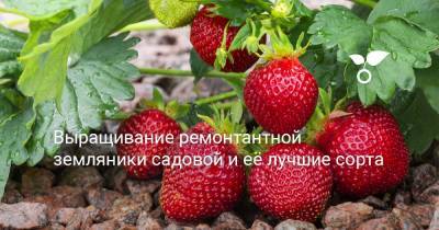 Выращивание ремонтантной земляники садовой и её лучшие сорта - botanichka.ru