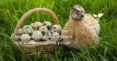 Содержание перепелов — диетические яйца и мясо при минимальном уходе - botanichka.ru