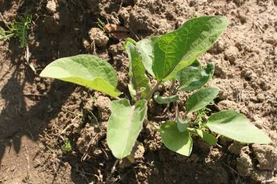 5 ошибок во время выращивания баклажанов, которые лишают дачника урожая - orchardo.ru