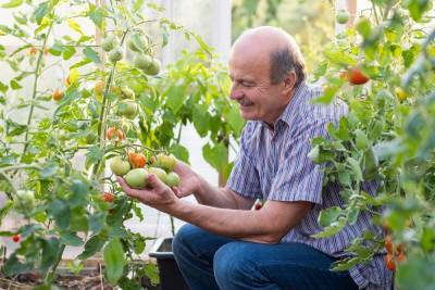 Что нужно успеть сделать с томатами в июле – советы для хорошего урожая - ogorod.ru