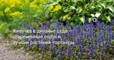 Живучка в дизайне сада — современные сорта и лучшие растения-партнёры - botanichka.ru