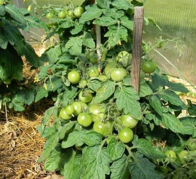 5 правил ухода за томатами после высадки в теплицу для крупного урожая - orchardo.ru