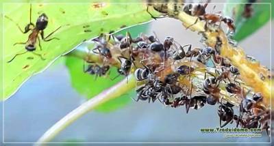Тля и муравьи вместе – как бороться? - vsaduidoma - Бердск