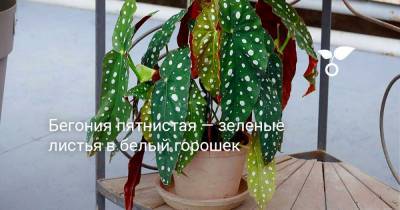 Бегония пятнистая — зеленые листья в белый горошек - botanichka.ru