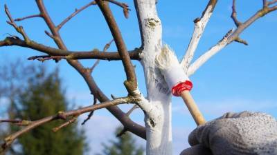 Почему трескается кора у вишни и как с этим бороться - orchardo.ru