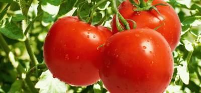Новый ужас для томатов. Как справиться с «абсолютной» молью - leto.ua - Украина
