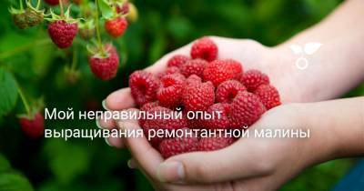 Мой неправильный опыт выращивания ремонтантной малины - botanichka.ru