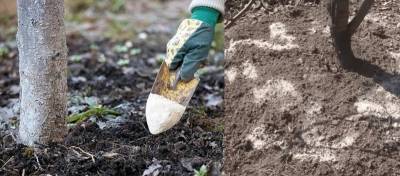 Не только раскисление почвы: 6 способов применения доломитовой муки на даче - orchardo.ru