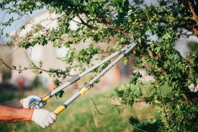 Как обрезать плодовые деревья летом – 5 простых и эффективных приемов - ogorod.ru
