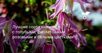 Лучшие сорта княжиков с голубыми, фиолетовыми, розовыми и белыми цветками - botanichka.ru