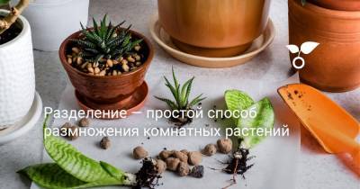 Разделение — простой способ размножения комнатных растений - botanichka.ru