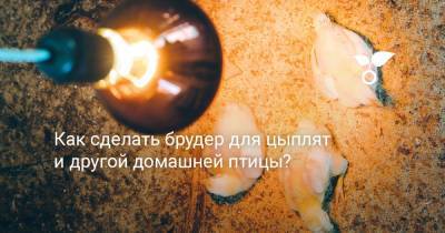 Как сделать брудер для цыплят и другой домашней птицы? - botanichka.ru