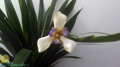 Неомарика стройная – орхидея бедняка - greeninfo.ru