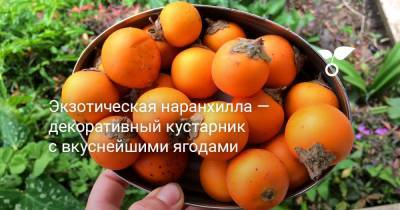 Экзотическая наранхилла — декоративный кустарник с вкуснейшими ягодами - botanichka.ru - Колумбия